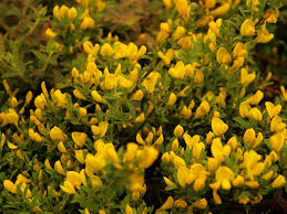 Duftender Kriechginster Osiris Cytisus Beanii Osiris Anpflanzung Zwergstraucher Winterharte Straucher