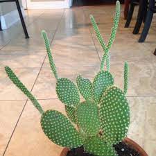 To avoid the hot midday sun place this. Bunny Ear Cactus Plant How To Grow Bunny Ears Cactus Dummer Garden Manage Gfinger Es La App De Jardineria Mas Profesional