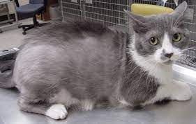 Is Your Cat Losing Hair What It Could Mean Litter Robot Blog