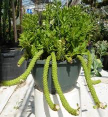 Image result for Monadenium discoideum