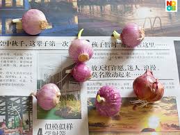 Generally i don't cook but i saw some time sprouted potatoes, onion, and groundnuts and pea also. How To Grow Spring Onions Scallions Step By Step Photos