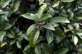 Image result for Psychotria heterosticta