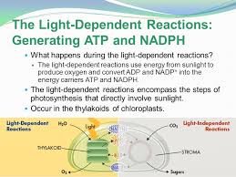 The thylakoid membrane contains some integral membrane protein complexes that catalyze the light reactions. How Is Atp Generated In Light Dependent Reactions Wasfa Blog