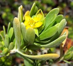 Image result for Suriana