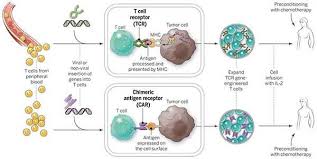 Draw three small lines at the bottom for the cat's toes. Car T Cells Engineering Immune Cells To Treat Cancer National Cancer Institute