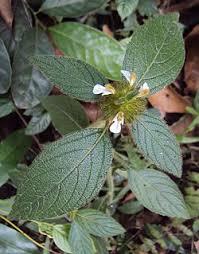 Image result for Leucas capensis