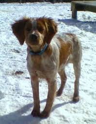 Irish wolfhound posted on 4/17/2012. French Brittany Info History Temperament Training Puppy Pictures