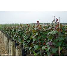 Image result for Hibiscus tiliaceus