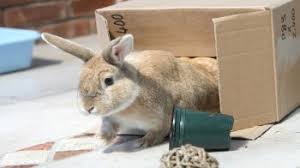 All of the options are true. Rabbit Toys Rabbit Enrichment Rspca Advice