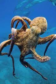 Octopus Beautiful Sea Creatures Octopus Ocean Creatures