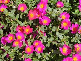 Common purslane is an annual succulent in the portulacaceae family. Summer Color That Can Take The Summer Heat Edible Wild Plants Purslane Flowers Edible Plants