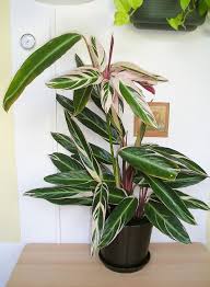 Feb 05, 2020 · the never never plant, also known brazilian snow and bamburanta plant is native to tropical brazil. How To Care For A Ctenanthe Plant Never Never Plant Smart Garden Guide