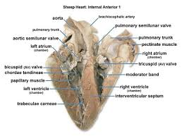 That would be the spleen and your. Anatomy And Physiology Ii Lab Practical 1 Flashcards Quizlet