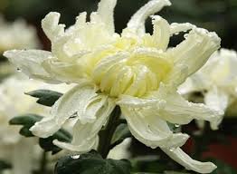 Let's find out about chinese flowers meanings and their symbolism. Top 10 Chinese Flowers In Chinese Culture