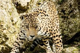 The historical evidence for jaguars in the united states is strongest in arizona and new mexico. Jaguar Spotted In Southern Arizona Ehuntr