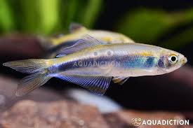 Image result for Tetrapogon tenellus