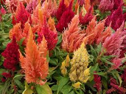 Celosie Plumeuse Celosia Argentea Var Plumosa Met Afbeeldingen