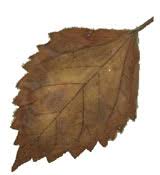Maybe you would like to learn more about one of these? Daun Di Sela Sela Buku Catatanhes