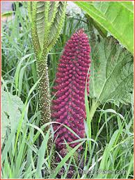 Image result for Gunnera