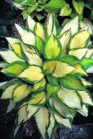 Hosta 'orange marmalade' bears green leaves with broad yellow margins, which contrast hosta 'orange marmalade' thrives in rich, moist soil with plenty of organic matter added to the soil before. Hosta Orange Marmalade Hostas Shade Garden Plants Hosta Plants