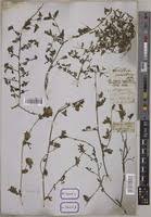 Image result for Smithia elliotii