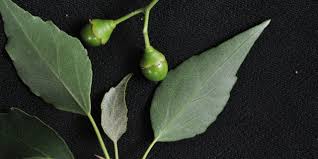 Image result for Cordia afra