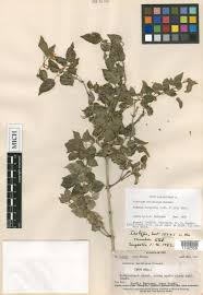 Image result for Jasminum bakeri