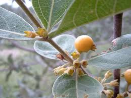 Image result for Fadogia variifolia