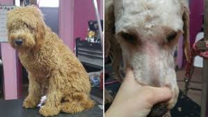 Image result for what do lice look like in dog fur