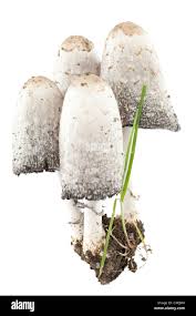 Image result for Coprinus comatus
