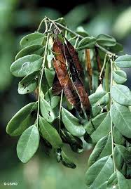 Image result for Dalbergia nitidula