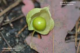 Wild cherry tree prunus avium, sweet cherry leaves and fruit. Us Wildflower Virginia Groundcherry Ground Cherry Lanceleaf Groundcherry Hog Plum Husk Tomato Physalis Virginiana