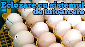 Etapa a doua de hranire este de la 7 la 90 de zile. Noua Mea MetodÄƒ De Incubare Eclozare Youtube