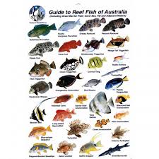 Fish Species Identification With Over 400 Saltwater And