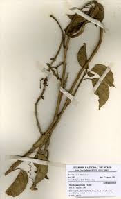 Image result for Marsdenia sylvestris