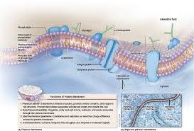 4 5 Structure And Functions Of The Plasma Membrane Plasma Membrane Membrane Plasma