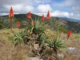 Image result for Aloe ballii