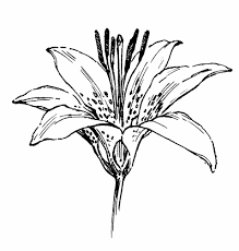 Pin By Maria Wang On Ink Lilies Drawing Flower Drawing Lily Flower