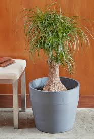 Image result for Beaucarnea recurvata