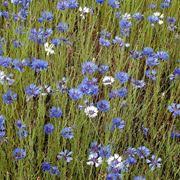 Più tardi sbocceranno i fiori di trifoglio, quelli del tarassaco ed i fiori di camomilla. Fiori Di Campo In Ordine Alfabetico