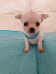 Pin De Sam Xena En Teneramente Cucciolo Perros Pequenos Perros Pequenos