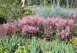 The plants listed here only bloom once, so there's no reason to deadhead. Growing Astilbe False Spirea How To Grow And Care For Astilbe