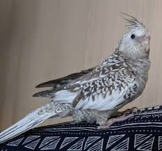 Birds You Can Have As Pets Have You Seen Charcoal A Missing Parrot Lost At Bukit Batok Cute Animals Animals Cockatiel