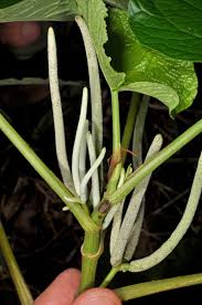 Image result for Piper umbellatum