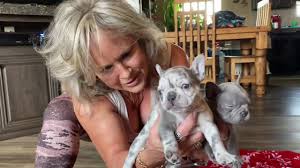 The french bulldog price tag can be upwards of $7,000 if you buy from a famous pedigree bloodline. Lilac Platinum Merle Frenchie Puppies 6 Weeks Old Youtube