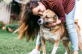 Aurora veterinary clinic, aurora, oh : Aurora North Pet Clinic Vet Clinic In Aurora Ontario Home
