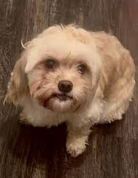 Deceased gray cat found