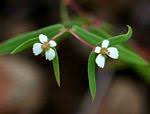 Image result for Euphorbia eylesii