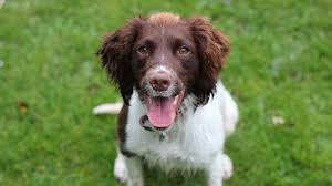 The english springer spaniel is a great dog known for its agility, versatility and good tracking ability. English Springer Spaniel Price Temperament Life Span