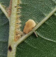 Image result for Stigmella alnetella